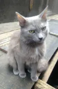 Cinza peluda