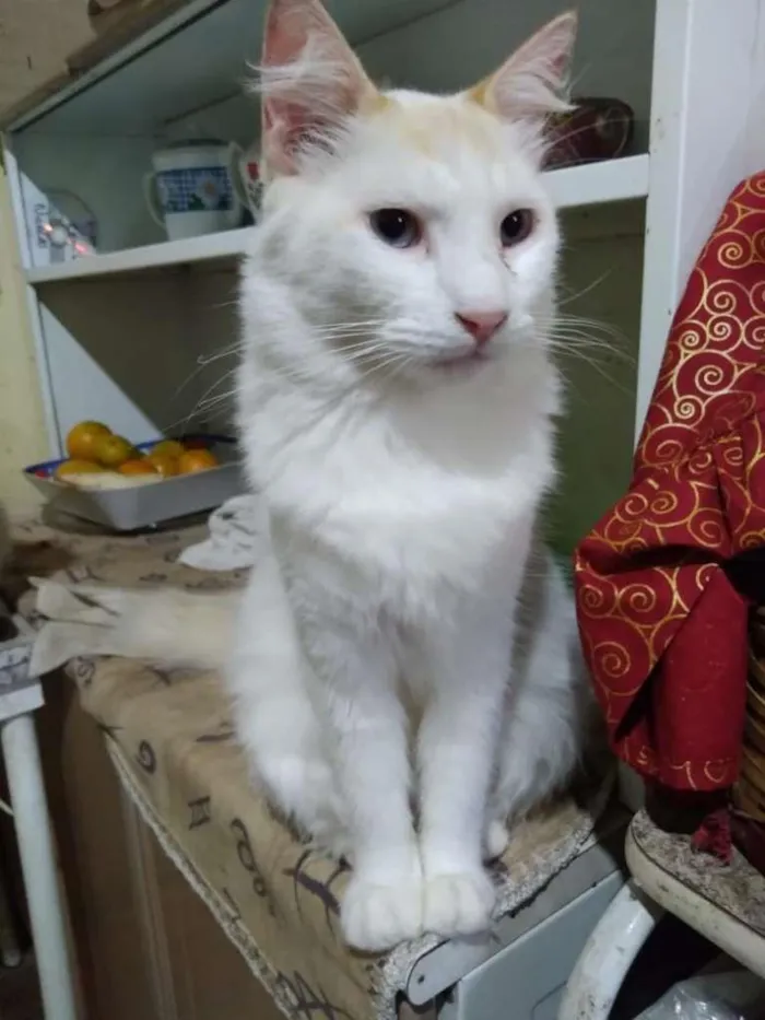 Gato ra a  idade 2 anos nome Branca peluda