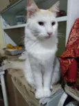 Branca peluda