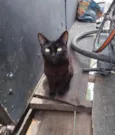 Pretinha peluda