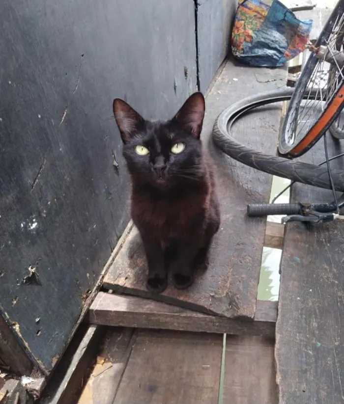 Gato ra a  idade 4 anos nome Pretinha peluda