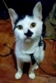 Manchinha