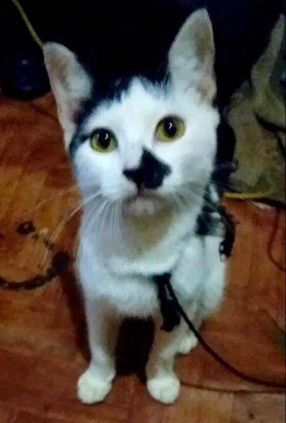 Gato ra a  idade 2 anos nome Manchinha