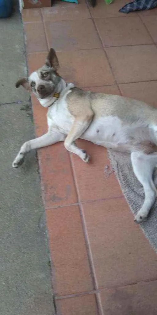 Cachorro ra a Sem raça definida idade 1 ano nome Princesa