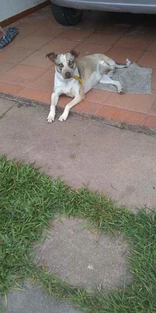 Cachorro ra a Sem raça definida idade 1 ano nome Princesa