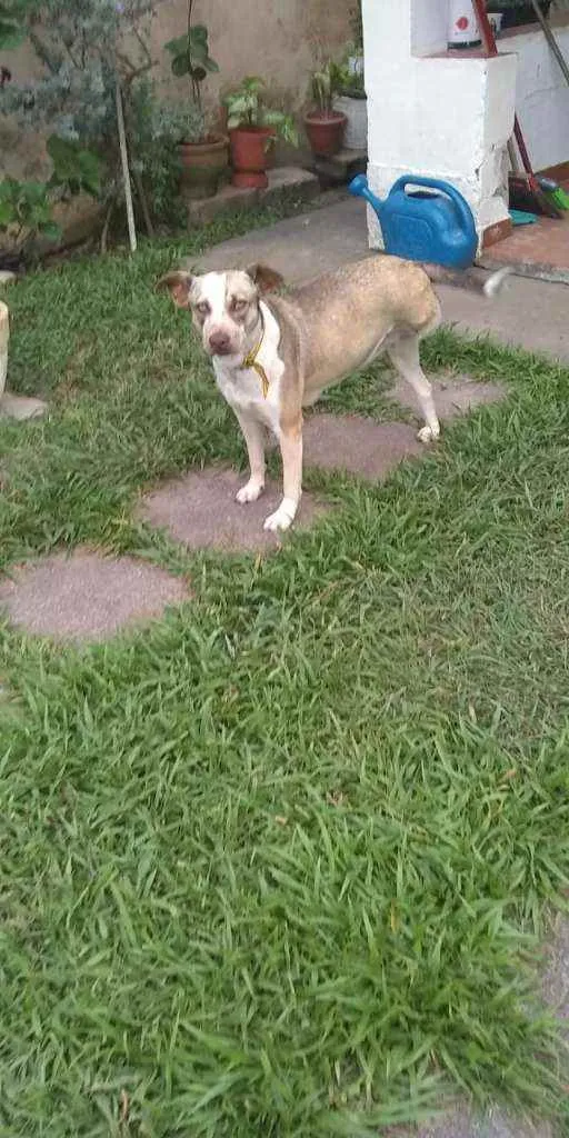 Cachorro ra a Sem raça definida idade 1 ano nome Princesa