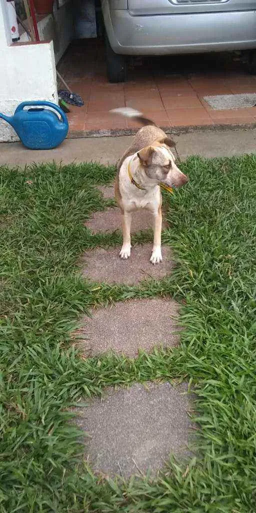 Cachorro ra a Sem raça definida idade 1 ano nome Princesa