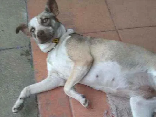 Cachorro ra a Sem raça definida idade 1 ano nome Princesa