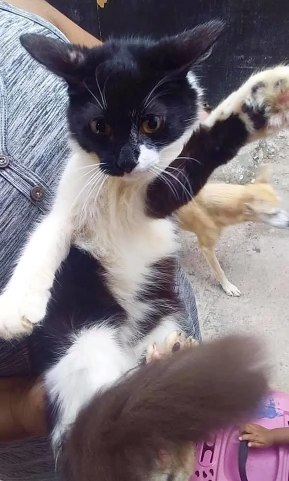 Gato ra a  idade 2 a 6 meses nome Frajolinha peluda