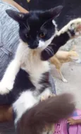 Frajolinha peluda