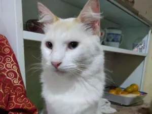 Gato raça  idade 2 anos nome Branca peluda
