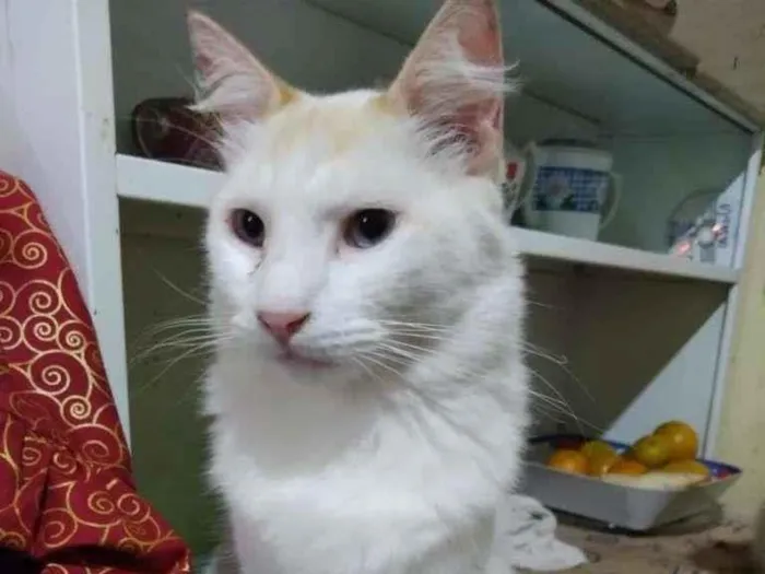 Gato ra a  idade 2 anos nome Branca peluda