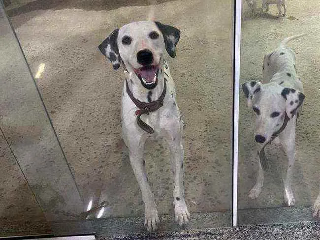 Cachorro ra a Dálmata  idade 3 anos nome Jack e Nina