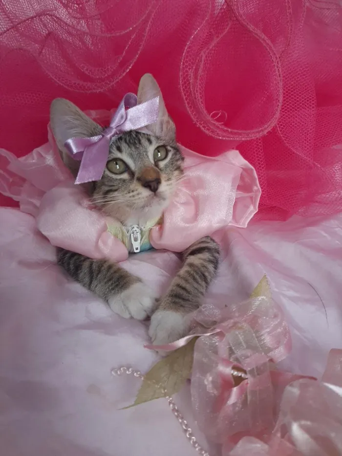Gato ra a SEM RAÇA DEFINIDA.  idade 2 a 6 meses nome SEM NOME.