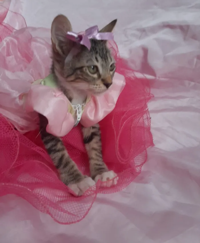 Gato ra a SEM RAÇA DEFINIDA.  idade 2 a 6 meses nome SEM NOME.