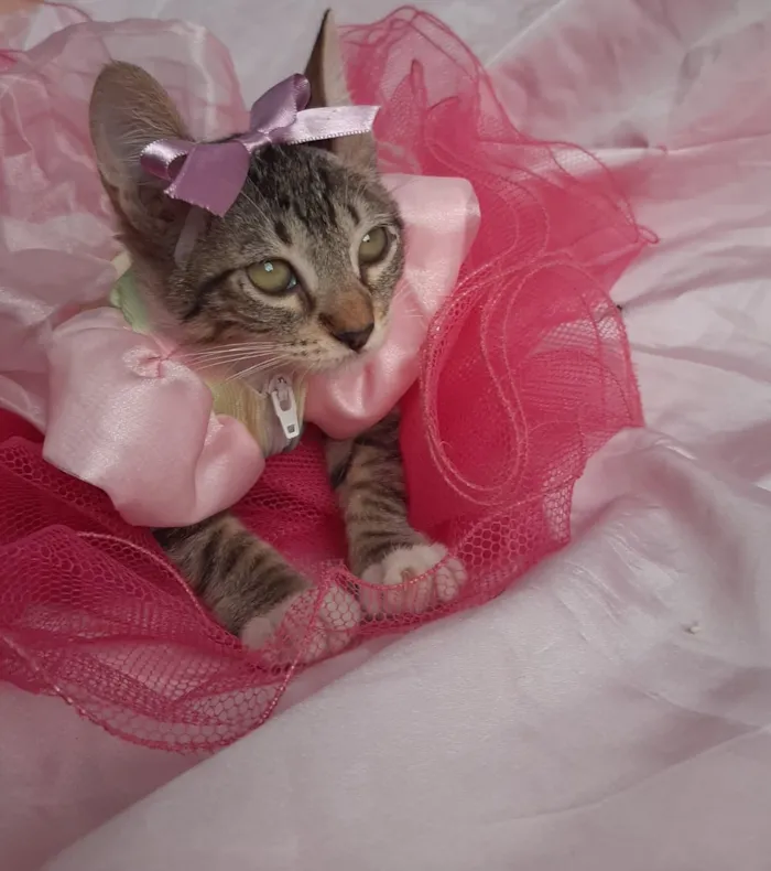 Gato ra a SEM RAÇA DEFINIDA.  idade 2 a 6 meses nome SEM NOME.