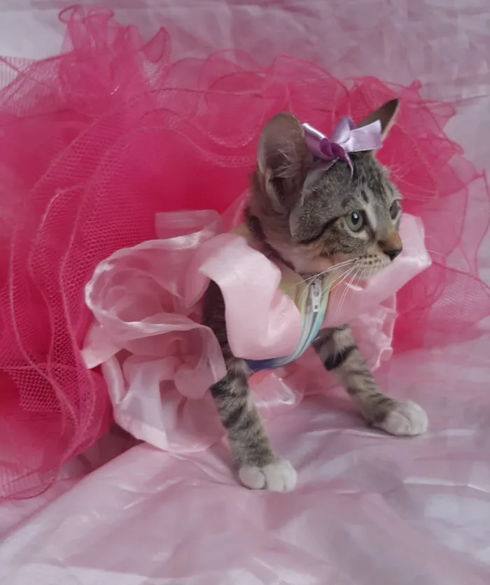 Gato ra a SEM RAÇA DEFINIDA.  idade 2 a 6 meses nome SEM NOME.