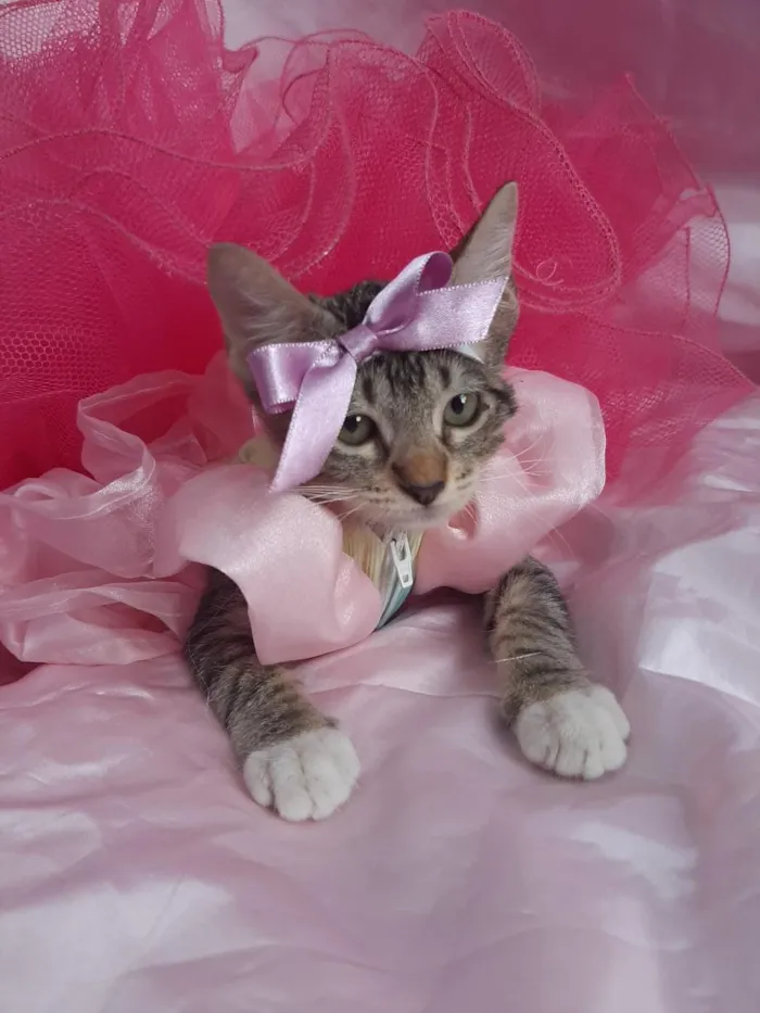 Gato ra a SEM RAÇA DEFINIDA.  idade 2 a 6 meses nome SEM NOME.