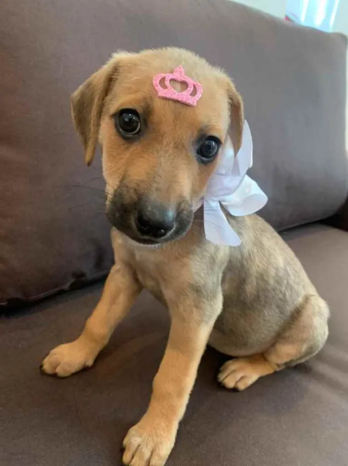 Cachorro ra a SRD idade 2 a 6 meses nome Olivia