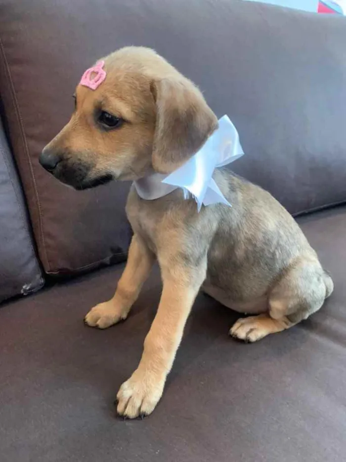 Cachorro ra a SRD idade 2 a 6 meses nome Olivia