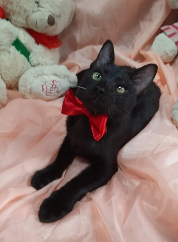 Gato ra a SEM RAÇA DEFINIDA.  idade 2 a 6 meses nome SEM NOME.