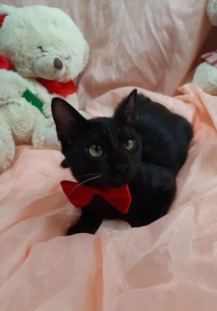 Gato ra a SEM RAÇA DEFINIDA.  idade 2 a 6 meses nome SEM NOME.