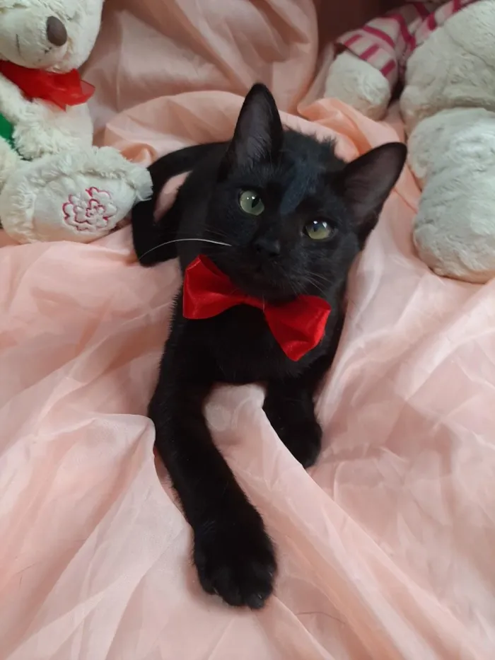 Gato ra a SEM RAÇA DEFINIDA.  idade 2 a 6 meses nome SEM NOME.