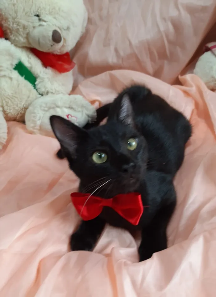 Gato ra a SEM RAÇA DEFINIDA.  idade 2 a 6 meses nome SEM NOME.