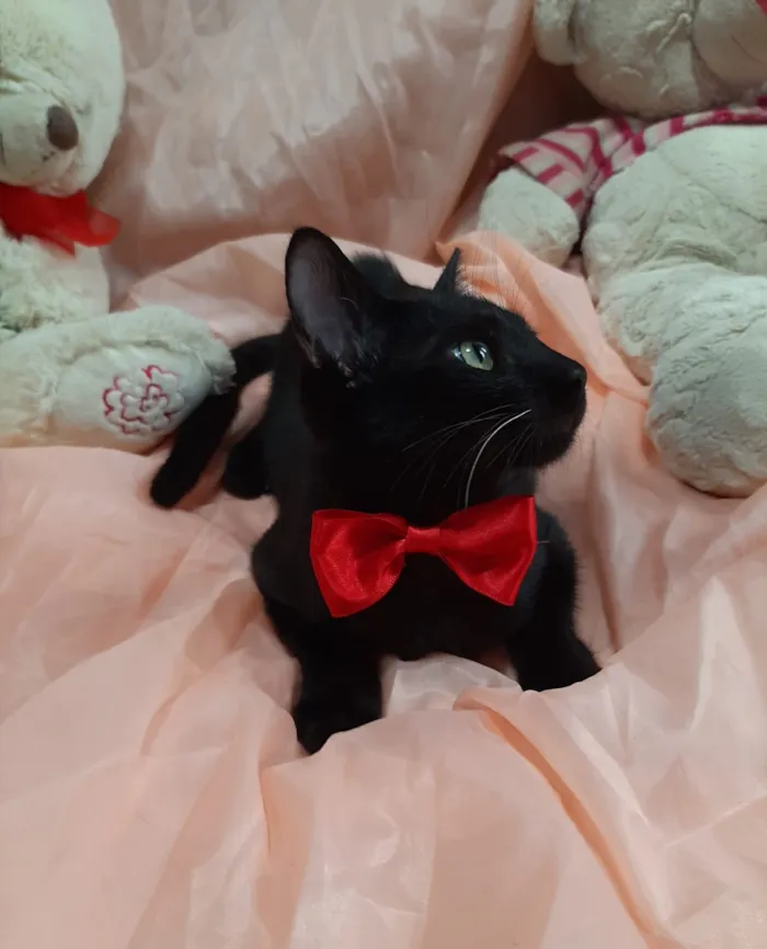 Gato ra a SEM RAÇA DEFINIDA.  idade 2 a 6 meses nome SEM NOME.