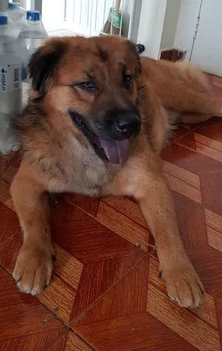 Cachorro ra a SRD idade 3 anos nome Max