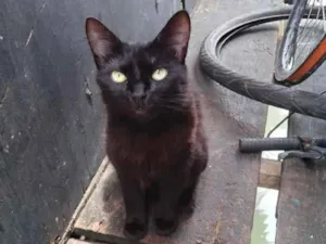 Gato raça  idade 4 anos nome Pretinha peluda