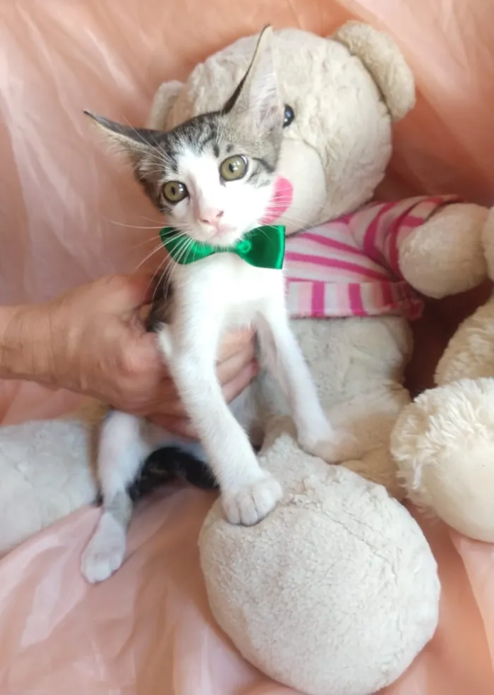 Gato ra a SEM RAÇA DEFINIDA.  idade 2 a 6 meses nome SEM NOME.