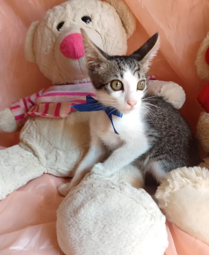 Gato ra a SEM RAÇA DEFINIDA.  idade 2 a 6 meses nome SEM NOME.