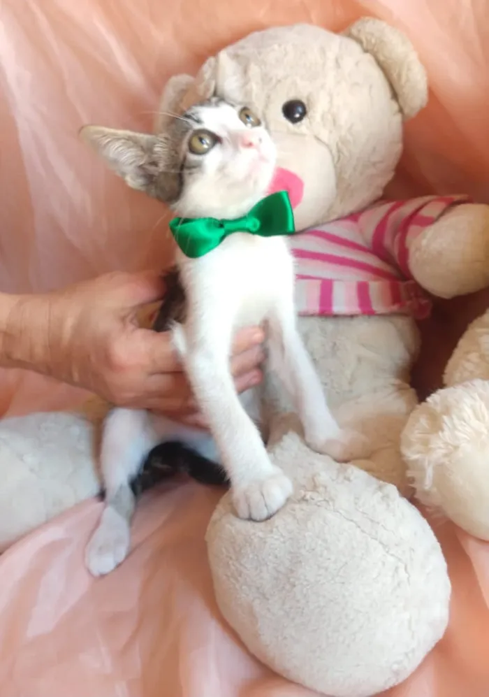 Gato ra a SEM RAÇA DEFINIDA.  idade 2 a 6 meses nome SEM NOME.