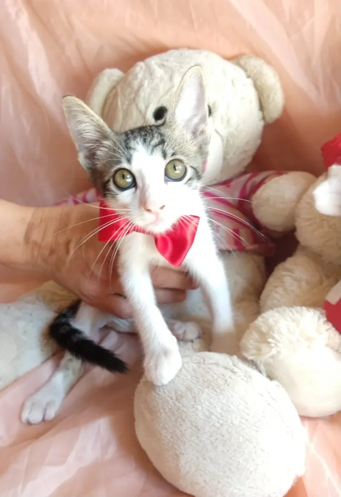Gato ra a SEM RAÇA DEFINIDA.  idade 2 a 6 meses nome SEM NOME.