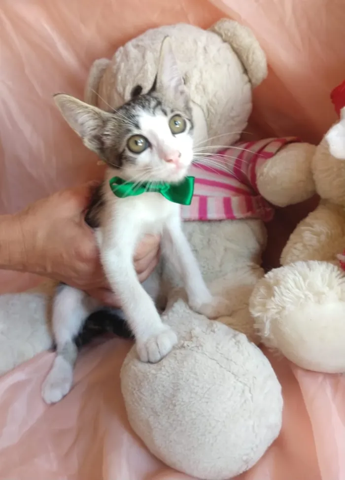 Gato ra a SEM RAÇA DEFINIDA.  idade 2 a 6 meses nome SEM NOME.