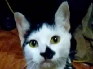 Gato raça  idade 2 anos nome Manchinha