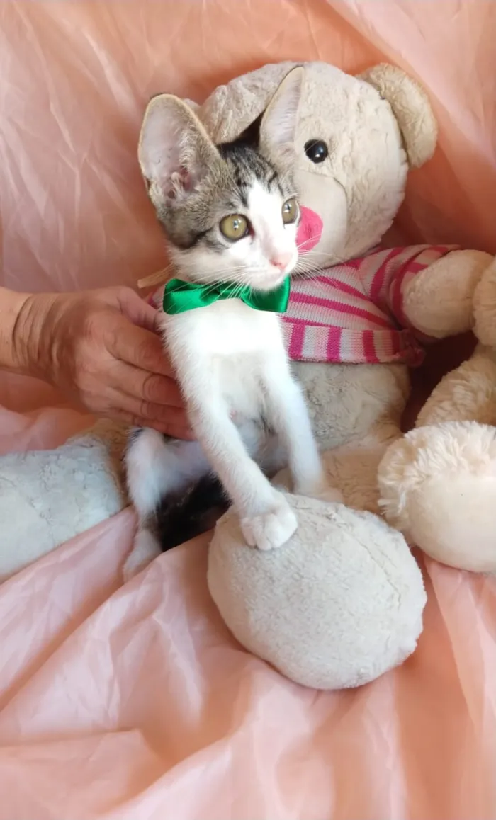 Gato ra a SEM RAÇA DEFINIDA.  idade 2 a 6 meses nome SEM NOME.