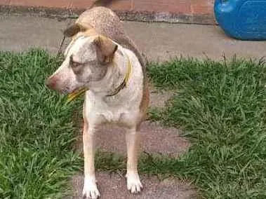 Cachorro ra a Sem raça definida idade 1 ano nome Princesa