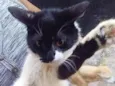 Frajolinha peluda