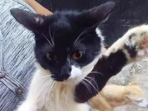 Gato raça  idade 2 a 6 meses nome Frajolinha peluda