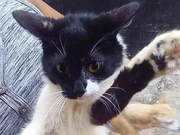 Gato ra a  idade 2 a 6 meses nome Frajolinha peluda