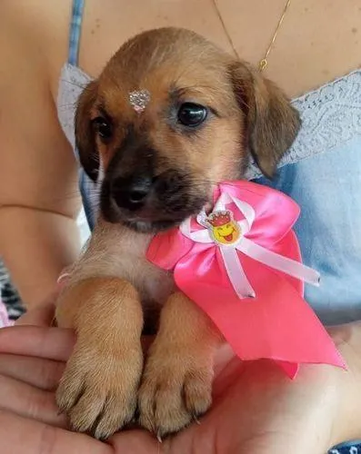 Cachorro ra a Srd idade  nome filhotes 40 dias