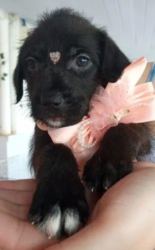 Cachorro ra a Srd idade  nome filhotes 40 dias