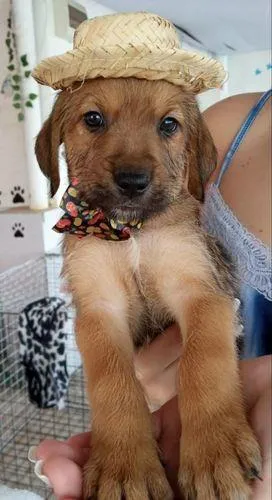Cachorro ra a Srd idade  nome filhotes 40 dias