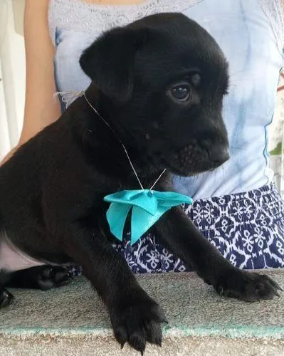 Cachorro ra a Srd idade  nome filhotes 40 dias