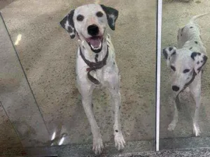 Cachorro raça Dálmata  idade 3 anos nome Jack e Nina