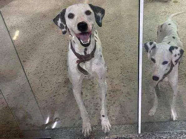 Cachorro ra a Dálmata  idade 3 anos nome Jack e Nina