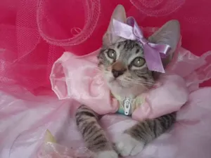 Gato raça SEM RAÇA DEFINIDA.  idade 2 a 6 meses nome SEM NOME.