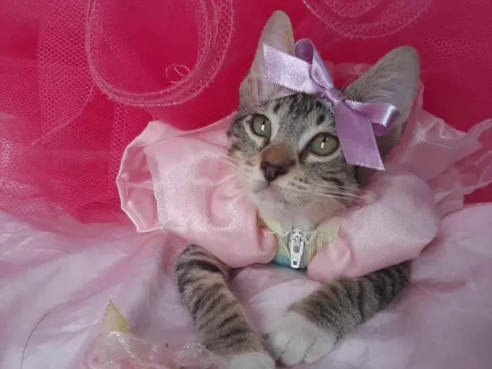 Gato ra a SEM RAÇA DEFINIDA.  idade 2 a 6 meses nome SEM NOME.